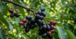 A fruta indiana que tem cor de púrpura e sabor de ameixa com mel e poucos conhecem