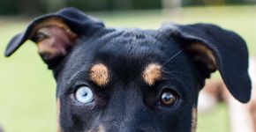 Página na internet que registra estilos de cães nas ruas vira livro