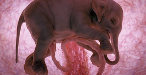 Imagens surpreendentes de animais em gestação