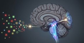Cientistas silenciam neurônios antigos do tronco cerebral em camundongos e descobrem um circuito ancestral que ajuda a ignorar distrações