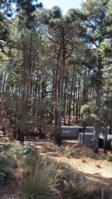 Obras do Terra dos Dinos começaram neste mês e inauguração está prevista para maio de 2026