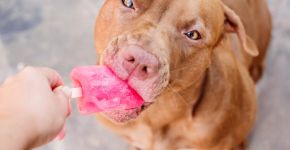 Sorvete para pets: confira como preparar opções seguras para refrescar o seu animal