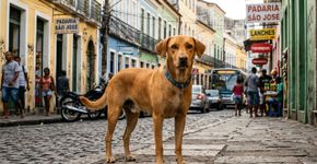 O cão caramelo é reconhecido como uma raça oficial e um símbolo do resgate animal