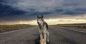 Norte-americano compartilha fotos de viagem com seu cão para inspirar as pessoas a fazer o mesmo