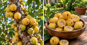 A fruta de casca aveludada que é pouco conhecida fora de algumas regiões brasileiras