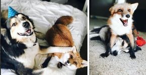 A improvável amizade entre um cachorro e pintinhos