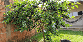 A estrela dos pomares domésticos: a frutífera que produz em abundância e se adapta até a vasos grandes