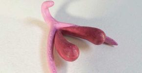 Clitóris gigante revoluciona aulas de educação sexual na França