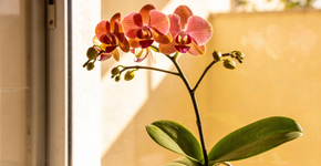 A partir de agora, minha orquídea floresce sem parar. Eu faço uma coisa uma vez por mês