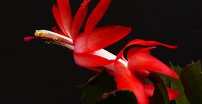 “As flores de Outono” no parque do Ibirapuera