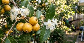 A fruta amarela que nossas avós plantavam no quintal para atrair beija flores agora enche bacias de frutos nas casas atuais