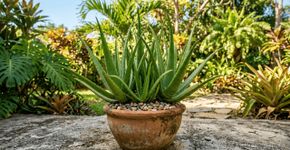 A babosa que antes era só para o cabelo, hoje serve de decoração rústica em jardins de sol