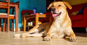 A técnica única para saber se o sorriso dos pets é alegria ou apenas muito estresse