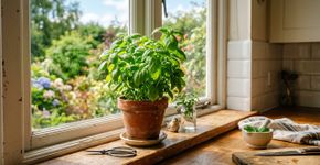 A erva mais aromática do Brasil: como cultivar em vaso e usar na culinária do dia a dia