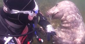 Mergulhador é pego de surpresa com foca pedindo carinho