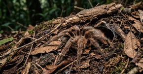 A aranha brasileira que parece grande demais para passar despercebida consegue sumir no ambiente em segundos