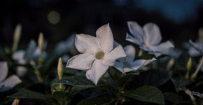 O perfume toma conta do quintal ao entardecer: a flor noturna que virou paixão entre jardineiros