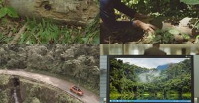 Aplicativo permite que usuários ajudem a vigiar áreas da Mata Atlântica