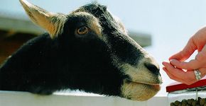 Empresa americana aluga bodes e cabras para capinar terrenos