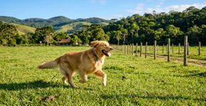 Ela decide se mudar para o campo em busca de uma vida tranquila, e seu golden retriever viraliza: veja esta adorável imagem do cão ao lado dos animais da fazenda
