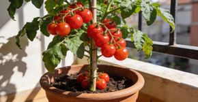 Como ter tomate cereja doce no vaso o ano inteiro