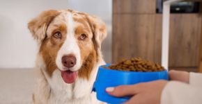 Cachorro sem fome: 6 dicas para melhorar o apetite do animal 