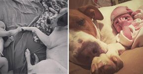Cachorro adotado é só amor com bebê prematura da família