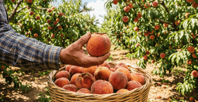 A fruta de casca aveludada que era a alegria das crianças no sítio e que hoje perfuma a sua fruteira todos os dias