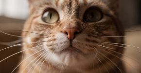 Como as vibrissas dos gatos detectam perigos que nós humanos nunca notaríamos