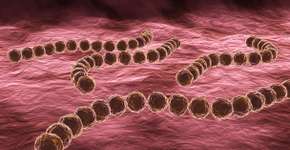 Foto: (Streptococcus pyogenes/istock)