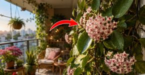 A planta chinesa mais resistente para cultivar na sacada: como cuidar e fazer florescer