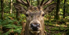 Sumido desde fevereiro, Pierrounet, o cervo resgatado que virou mascote, reaparece na França por meio de câmeras automáticas e mostra que está bem