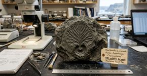 Um sítio arqueológico de 551 milhões de anos, em estado excepcional de preservação, indica que a biota de Avalon sobreviveu por mais tempo do que se estimava, alterando a cronologia das primeiras formas de vida complexas na Terra