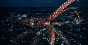 Tudo começou com uma estranha massa parecida com uma lula encontrada no estômago de um cachalote em 1955 e 1956, e décadas depois, cientistas descobriram que era algo muito mais estranho do que qualquer um poderia imaginar