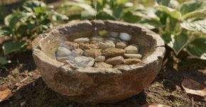 Quem tiver um bebedouro para pássaros no quintal é incentivado a adicionar um item natural especial a ele