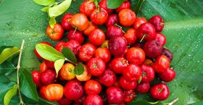 Acerola: conheça a superfruta tropical rica em vitamina C e fácil de cultivar no quintal