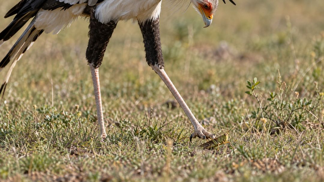 Seus golpes rápidos ajudam a capturar diferentes animais nas savanas africanas.