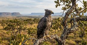 Ampliado em 2017 para mais de 240 mil hectares: o parque das chapadas de Goiás onde gato-do-mato, pato-mergulhão e águia-cinzenta estão entre as espécies ameaçadas protegidas.