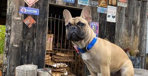 Buldogue francês é eleito prefeito em cidade nos EUA