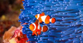 Foto: (iStock/Aneese)