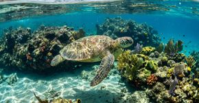 Quase 11 mil hectares de ambiente marinho no arquipélago mais famoso de Pernambuco: o parque de Fernando de Noronha protege tartarugas, tubarão-limão, corais e aves oceânicas