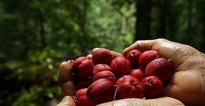 Cientistas descobrem fruto que seria capaz de combater o câncer