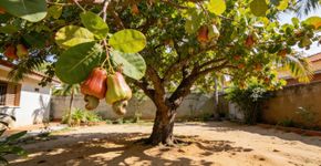 A árvore frutífera ideal pro seu quintal, frutos deliciosos e até sua semente vira um salgadinho natural