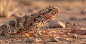 Esse lagarto bizarro espirra sangue pelos olhos para dar um susto nos predadores