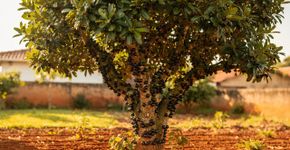 Frutinhas que parecem com pérolas negras que brotam do tronco com um néctar geladinho que limpa a alma em dias de calor