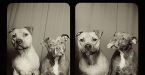 Pit bulls resgatados de rinhas mostram como podem ser carinhosos