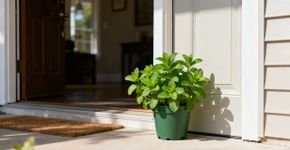 Onde colocar uma planta de menta para atrair dinheiro, segundo o Feng Shui