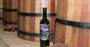 Caminho do Vinho é achado rural do Paraná