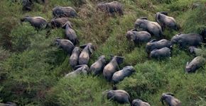 Caça aos elefantes também provoca mortes humanas