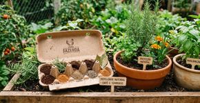 Proteja suas plantas com o papelão das caixas de ovos: o truque definitivo e super eficaz para manter as pragas longe do seu jardim.